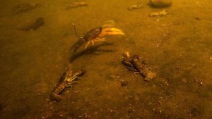 Comparing Bass Baits to Live Crayfish Underwater