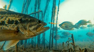 Incredible Underwater Video of Bass and Panfish