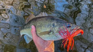 How and When to Fish Dirty Water in the Winter
