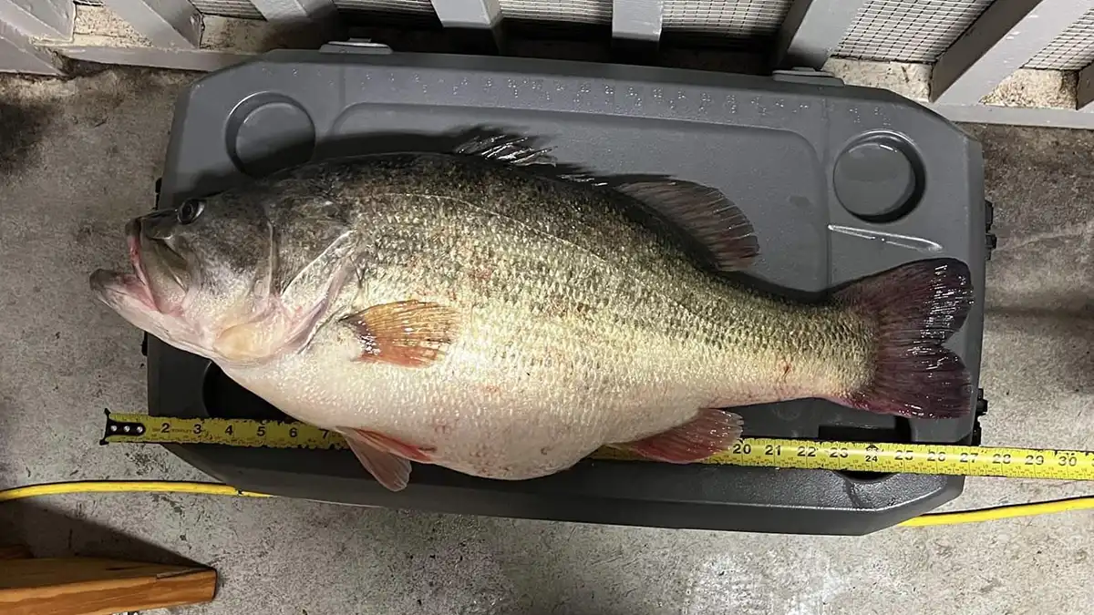 Fjerde største bass i Louisiana fangetFjerde største bass i Louisiana fanget  