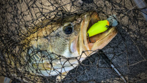 What Lures We’re Fishing in March 2024