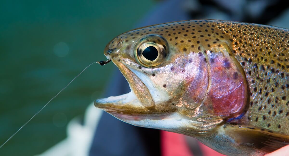 rainbow trout caught by a zebra midge